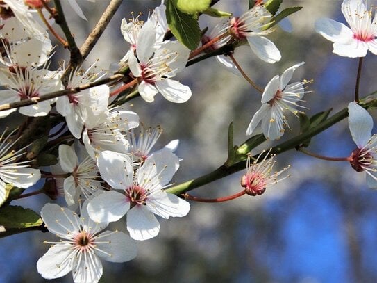 Exklusive Doppelhaushälfte mit schönem Garten