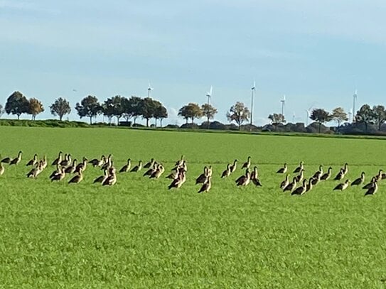 Freier Blick ins Feld!