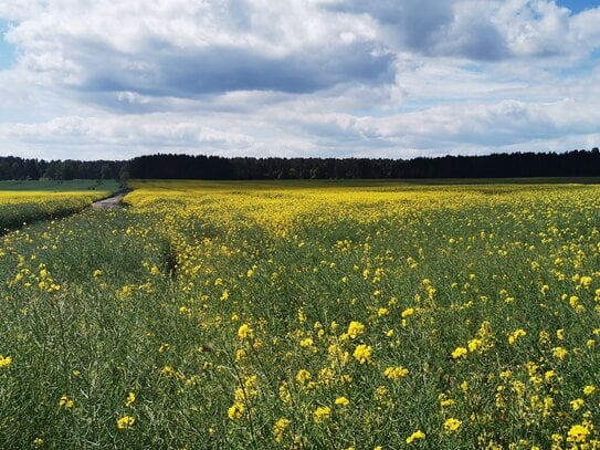 4 - Raumwohnung in idyllischer Lage mit Garten