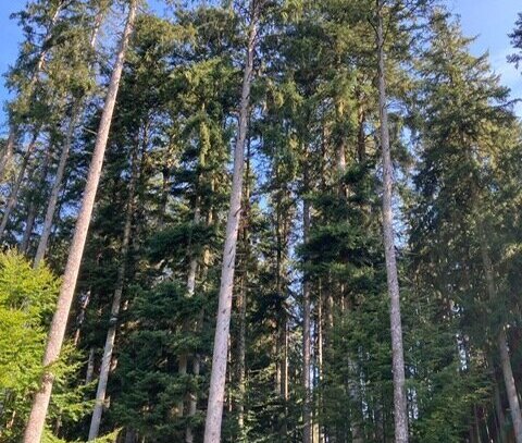 Waldgrundstück mit altem Baumbestand