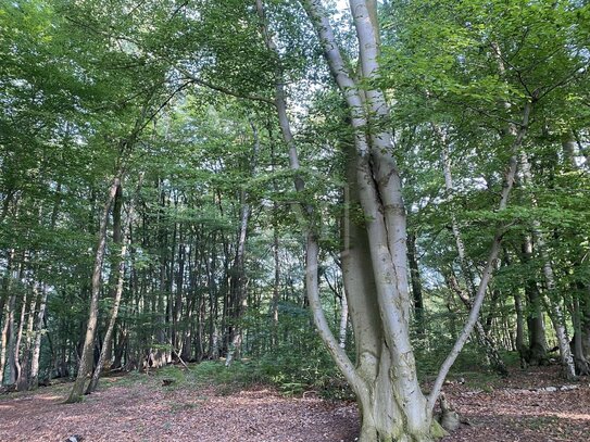 Wald in Schwalmtal