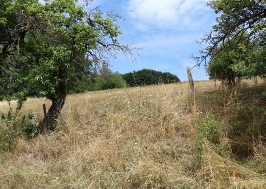 Baugrundstück in Hanglage von Rothenbuch PROVISIONSFREI