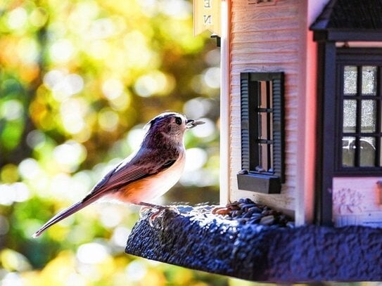 Nachhaltig bauen, bewusst leben - Ihr energieeffizientes Traumhaus