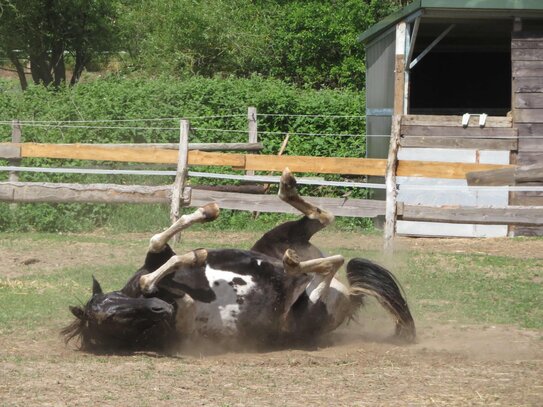 Ihre kleine "Ponderosa-Ranch" - ländliche Idylle unweit Perlebergs