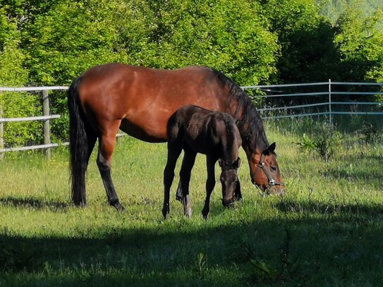 Secret Sale!! Kompakte Reitanlage nahe Köln mit besten Voraussetzungen für Pferd und Training!