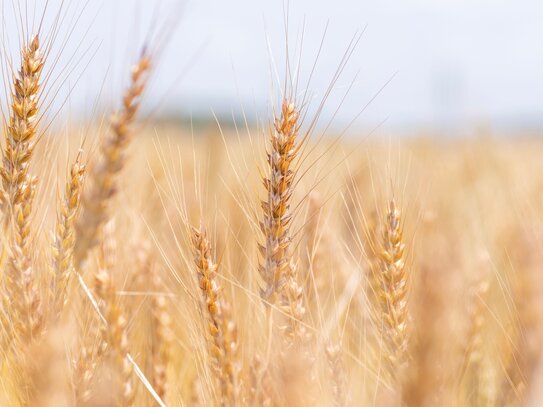 Landwirtschaftliche Gebäude und Flächen in der Samtgemeinde Salzhausen