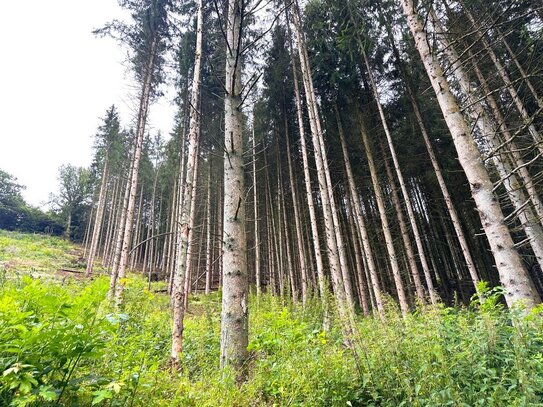 Kleine Waldfläche in Hellenthal-Reifferscheid