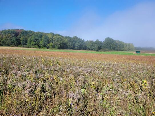 Grundstück in Mendig - Freizeit-/Gartengrundstück in Obermendig