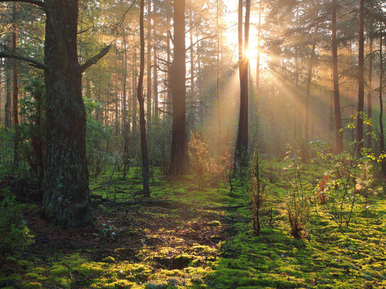 8,6 ha Wald arrondiert, zu verkaufen