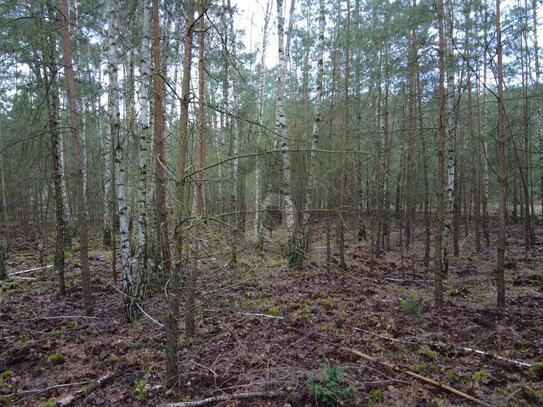 IHR TRAUM IM GRÜNEN UMFELD WIRD WAHR