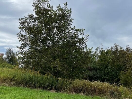 Obstwiese für Natur Liebhaber