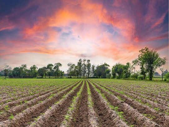 Investitionschance: ca. 12 ha Grünland & 16 ha Ackerland in Bösel zu verkaufen!