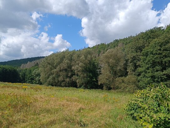 Eichen-Laubmischwald mit guter Bestockung