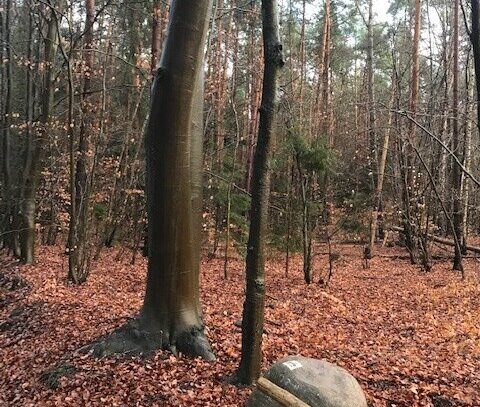 PROVISIONFREI ! INDIVIDUALISTEN UND OSTSEEFREUNDE AUFGEPASST...BACKSTEINHAUS REIHENENDHAUS MIT VIEL CHARM!