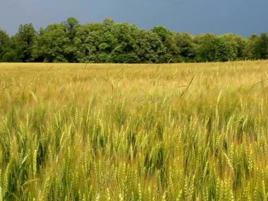 Landwirtschaftliche Fläche ca. 5,5 ha