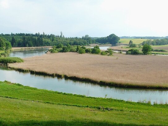 Naturschutzparadies als wertvolle Ausgleichsfläche in Truchtlaching – Schilfinsel "Bifuß" in der Ischler Schlinge