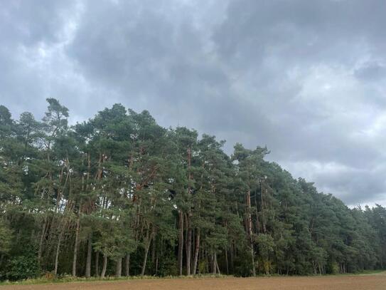 Gepflegter Kiefernwald