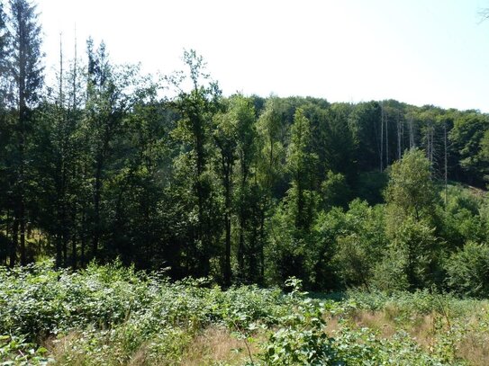 1,3 ha schöner Laubmischwald mit Borkenkäfer-Fichten und Birken-Naturverjüngung zwischen Harscheid und Lindscheid (Nümb…