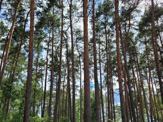 8,75 ha Acker,- Waldfläche zwischen Gardelegen und Stendal