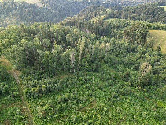 31 ha zusammenhängende Waldfläche mit Wasserfläche