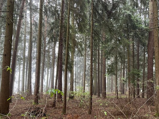 Waldgrundstück mit fast 80 jährigem Bestand Nähe Rattenberg