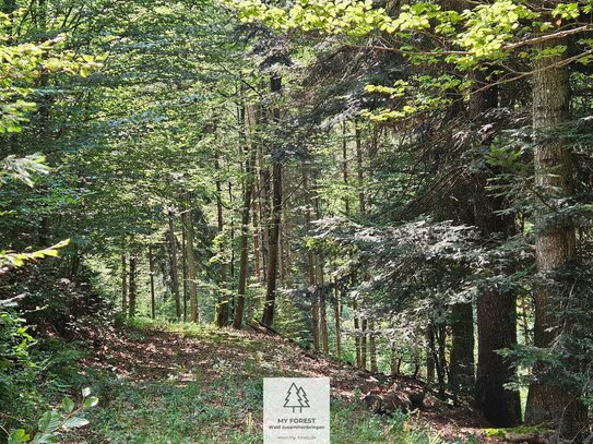 IM PREIS GESENKT!! Vielfältiger Mischwald in idyllischem Schwarzwälder Seitental