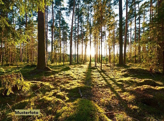 Unbebautes Grundstück/Waldfläche mit Aufwuchs