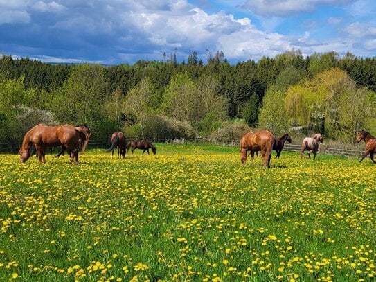 Landsitz mit traumhafter Reitanlage und luxuriösem Wohnhaus in Alleinlage