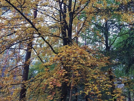 Wald bei Tiefenstürmig / Gemeinde 91330 Eggolsheim zu verkaufen!