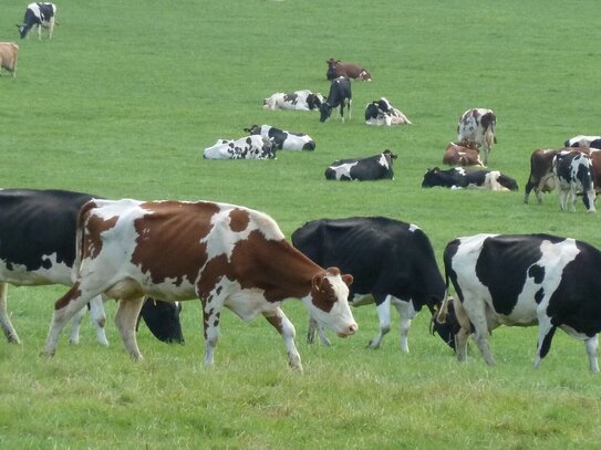 Landwirtschaftsbetrieb/ Aussiedlerhof