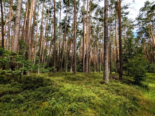 Wald nähe Eckenhaid