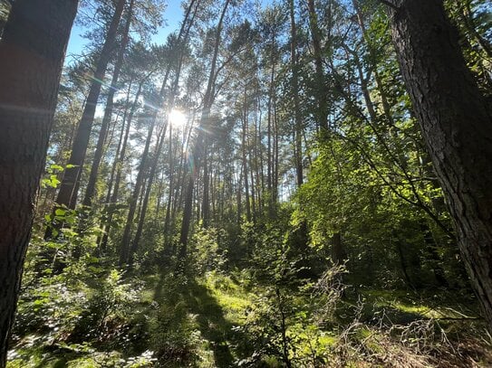 4,77 ha zukunftsfähige Waldfläche in Blesendorf/ Ostprignitz von privat