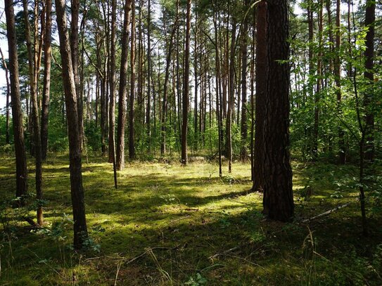 Ein Freizeitgrundstück in der Waldgemeinde Borkwalde bei Potsdam