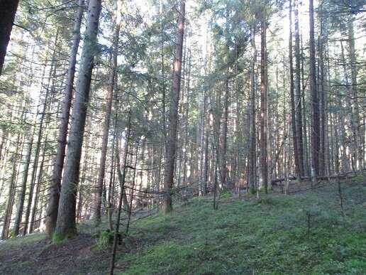 ca. 11 ha Waldgrundstücke im Bayerischen Wald