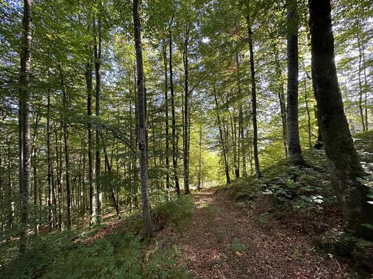 Waldgrundstück "am Kogel" mit teilw. 120 Jahre altem Bestand