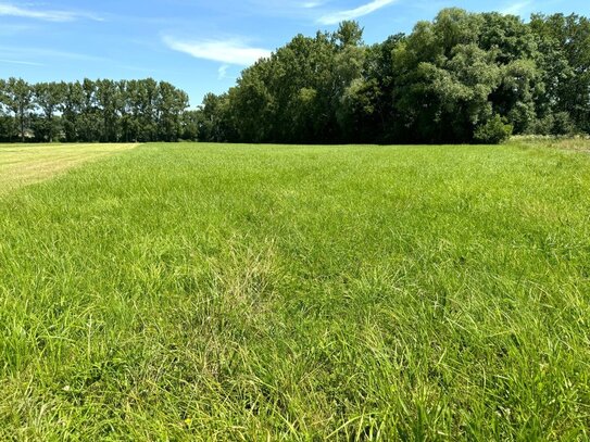 Grünlandflächen und Weinbergsfläche in Berolzheim