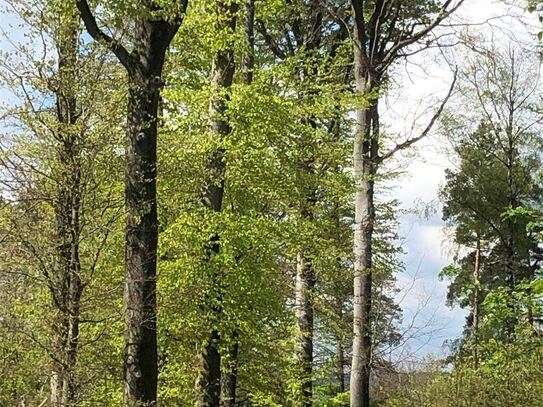 *VERKAUFT* Wald Nähe Feuchtwangen