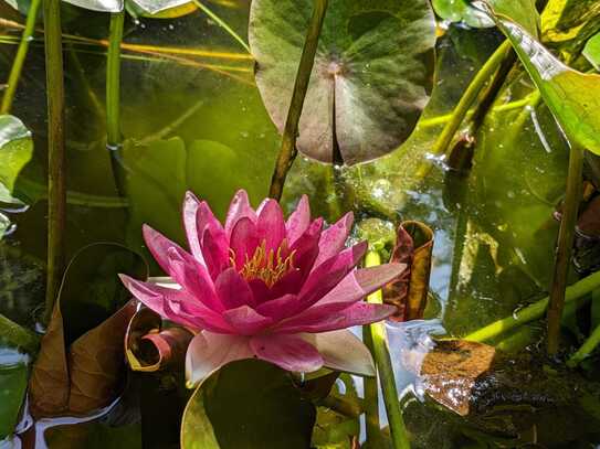 Nähe ROSENGARTEN !!! ZWEI-Familienwohnhaus in Seppenrade