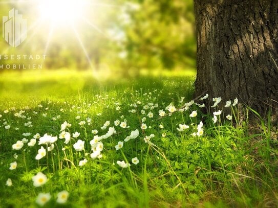 Wald- und Grünland bei Boitze in naturnaher und ländlicher Atmosphäre