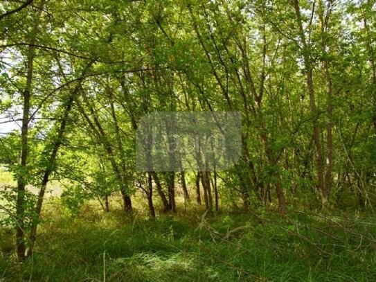 Gemeinschaftlich zu erschließendes Wochenendgrundstück in Havelsee - bauträgerfrei bebaubar