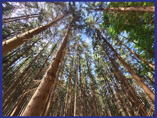 Wald mit guter Bestockung