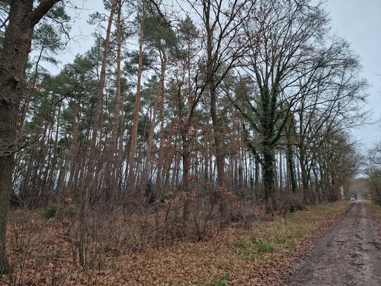 PREISSENKUNG ! Waldgrundstück am Ortsrand von Vierhöfen.