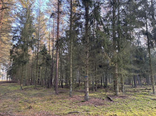 Holz machen für den eigenen Ofen