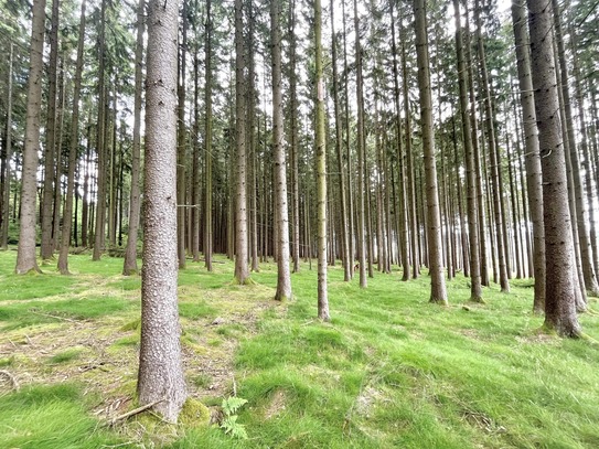 Waldfläche in der Gemarkung Reinhardsrieth