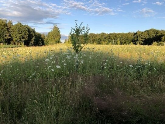 Naturraum D 65 - Ausgleichfläche durch Öko-Punkte