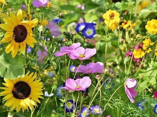 Baugrundstück für Naturliebhaber! Ein-Zweifamilienhaus Grundstück in Oberkirch