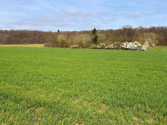 Land- und forstwirtschaftliche Flächen in Swisttal