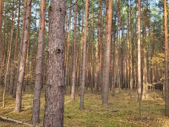 11 ha Forstfläche in einem Flurstück