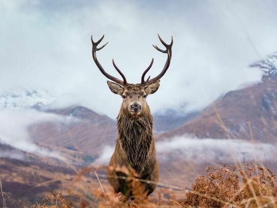 Traumhafte Gebirgs-Eigenjagd inmitten der grandiosen Bergkulisse der Radstädter Tauern im Salzburger Lungau