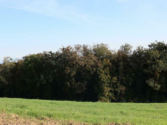 Wald und Wiesen östlich von Perg